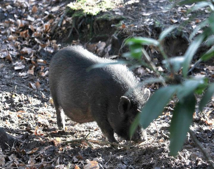 Wildpark-Restaurant Schwarze Berge